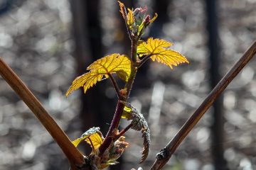 Comment dessiner les feuilles et les vignes