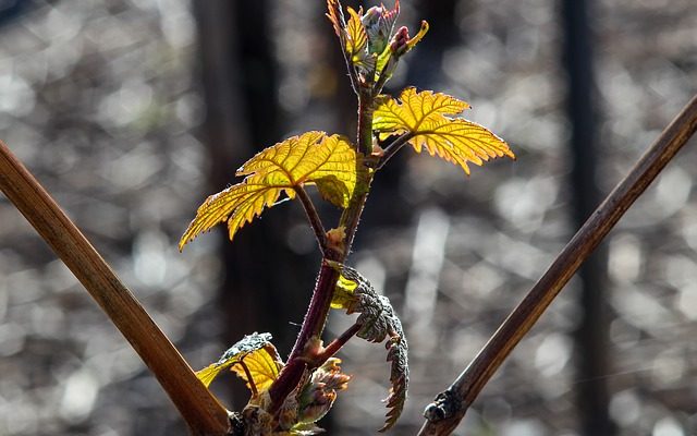 Comment dessiner les feuilles et les vignes