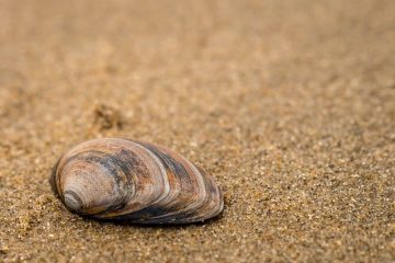 Comment éliminer les grumeaux du cari caillé