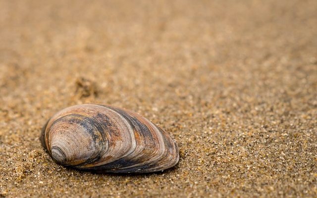 Comment éliminer les grumeaux du cari caillé