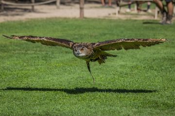 Comment empêcher les oiseaux d'entrer dans une pelouse