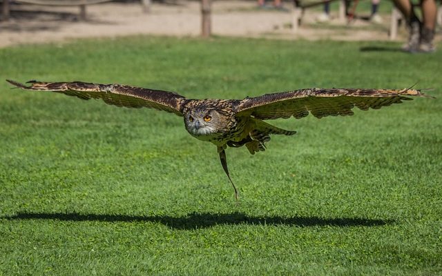 Comment empêcher les oiseaux d'entrer dans une pelouse