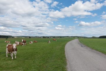 Comment entraîner votre vachette