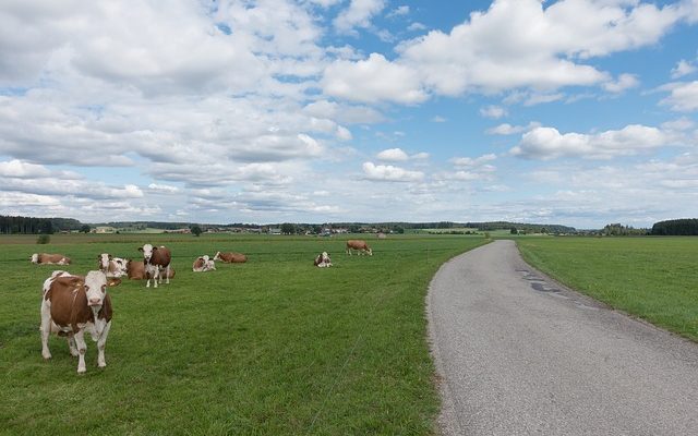 Comment entraîner votre vachette