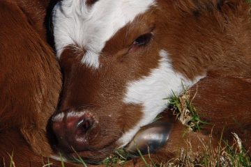 Comment faire une volaille Epsom Salt Poultice pour les chevaux