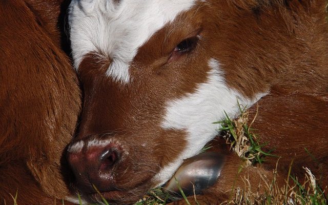 Comment faire une volaille Epsom Salt Poultice pour les chevaux