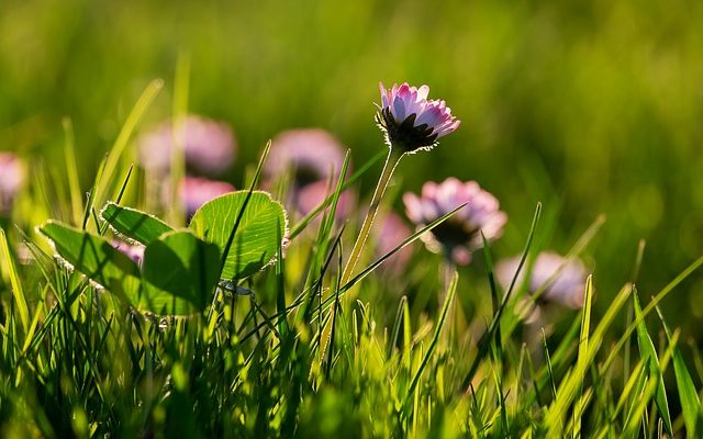 Comment la couleur de la lumière affecte-t-elle la photosynthèse ?