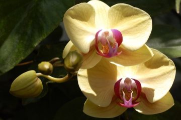 Comment planter des bulbes d'orchidées