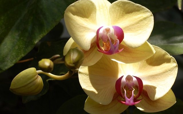 Comment planter des bulbes d'orchidées