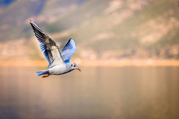 Comment préparer une mangeoire pour oiseaux à l'aide de pots de yogourt