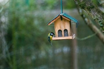 Comment protéger les nids d'oiseaux contre les prédateurs ?