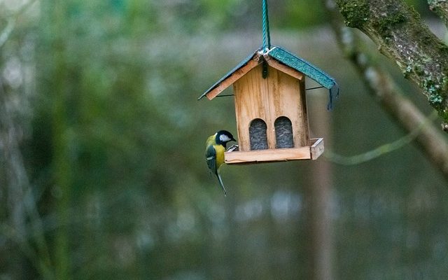 Comment protéger les nids d'oiseaux contre les prédateurs ?