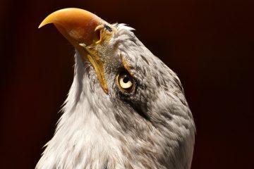 Comment se débarrasser des acariens ?