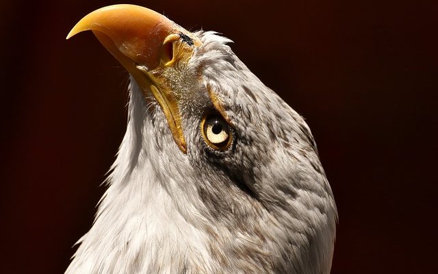 Comment se débarrasser des acariens ?