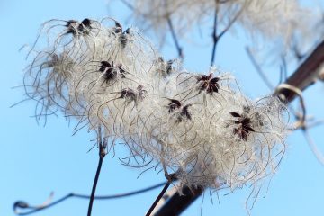 Comment se débarrasser des cochenilles farineuses ou des pucerons laineux sur vos plantes.