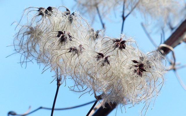 Comment se débarrasser des cochenilles farineuses ou des pucerons laineux sur vos plantes.