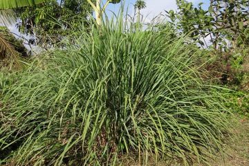 Comment tailler un plant de citronnelle