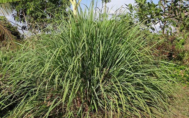 Comment tailler un plant de citronnelle