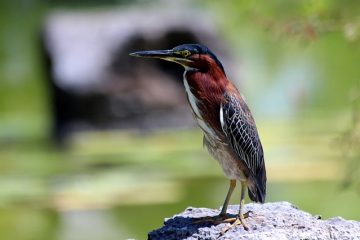 Empêcher les hérons bleus de manger des koïs dans l'étang.