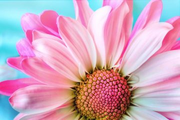 Gerbera daisy conseils de culture de marguerite Gerbera