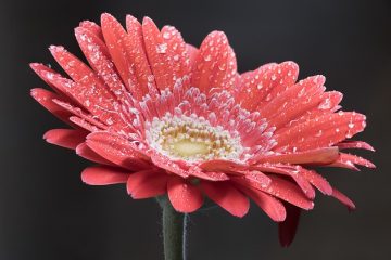 Idées de centre de table en verre avec des fleurs pour un mariage.