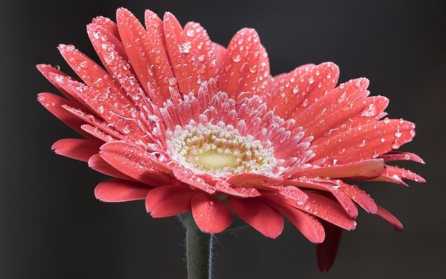 Idées de centre de table en verre avec des fleurs pour un mariage.