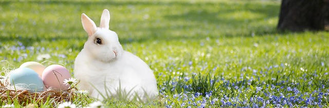 Les animaux qui font leurs propres refuges