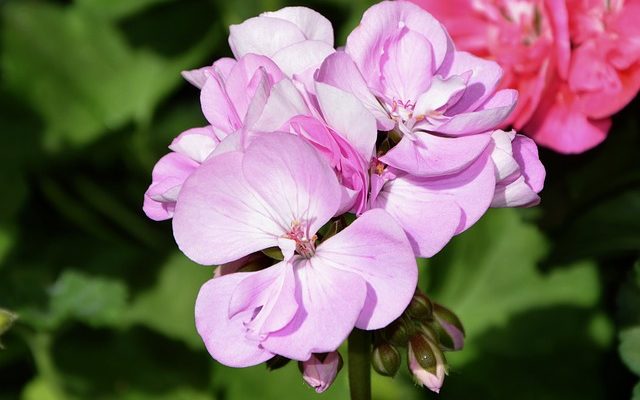 Les meilleures plantes pour une vitrine française