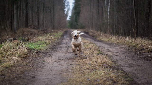 Liste des types de terriers