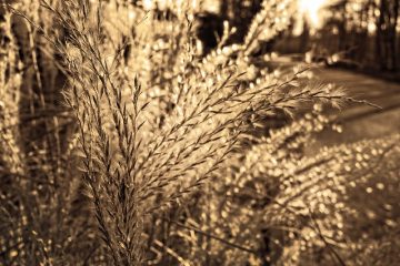 Outils pour couper l'herbe de la pampa