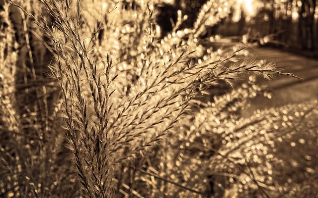 Outils pour couper l'herbe de la pampa