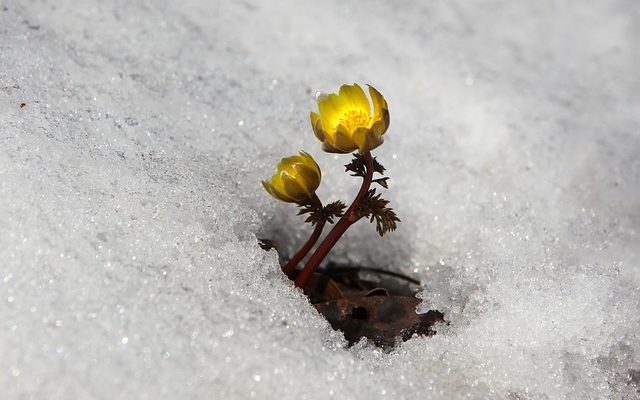 Plantes à fleurs bleues d'hiver pour pots