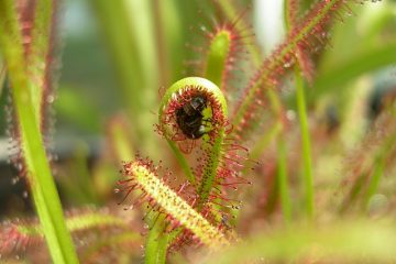 Plantes carnivores pour les enfants