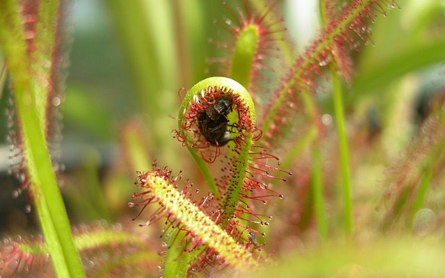 Plantes carnivores pour les enfants