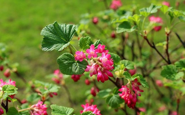 Plantes vivaces pour les zones ombragées