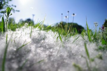 Quand faut-il semer des graines de graminées ?