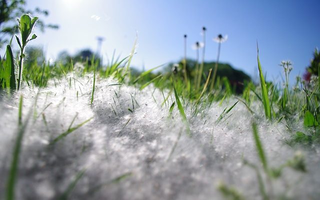 Quand faut-il semer des graines de graminées ?