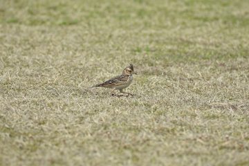 Que puis-je faire au sujet des oiseaux qui mangent mes graines à gazon ?