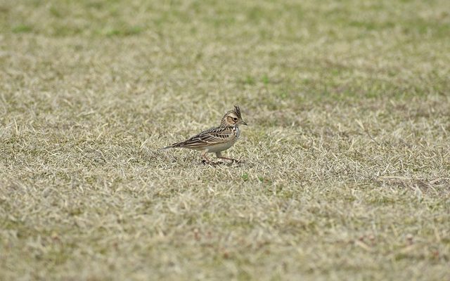 Que puis-je faire au sujet des oiseaux qui mangent mes graines à gazon ?