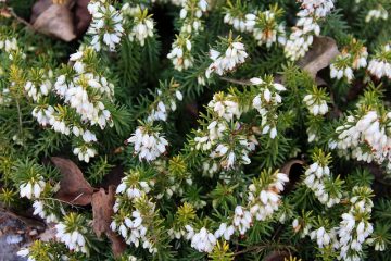 Que signifie la fleur de bruyère ?