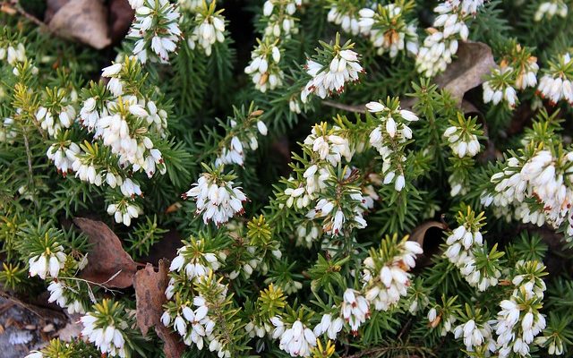 Que signifie la fleur de bruyère ?