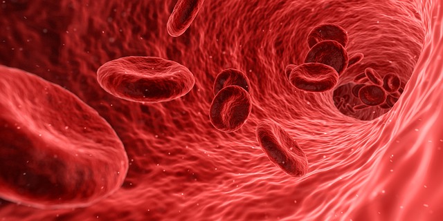 Quels sont les vaisseaux sanguins qui alimentent le muscle cardiaque en sang ?