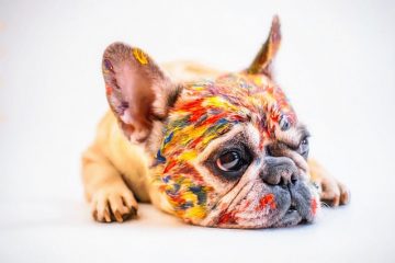 Qu'est-ce qui peut enlever la peinture des poils de chien ?