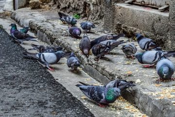 Système reproducteur d'un pigeon