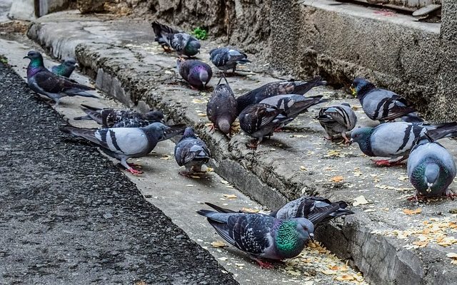 Système reproducteur d'un pigeon