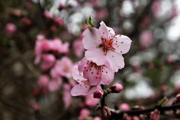 Arbres fruitiers qui poussent dans les zones humides