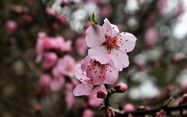 Arbres fruitiers qui poussent dans les zones humides