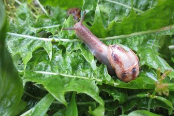 Combien de temps les moules restent-elles fraîches ?