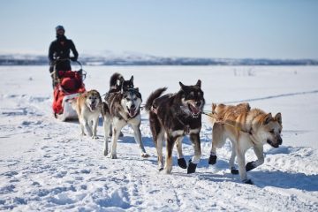 Comment attacher un harnais pour chien