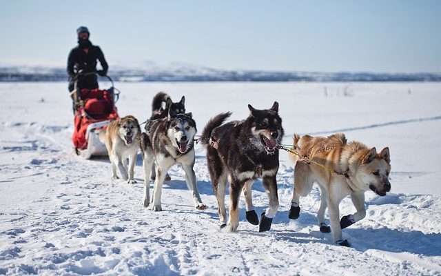 Comment attacher un harnais pour chien